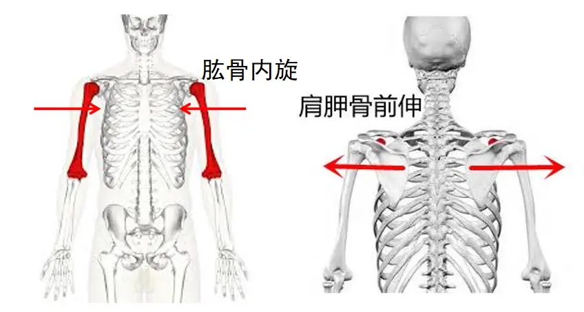 坐着不动，腰都要断了？用它来做屁股的模型，摆姿势，护腰。